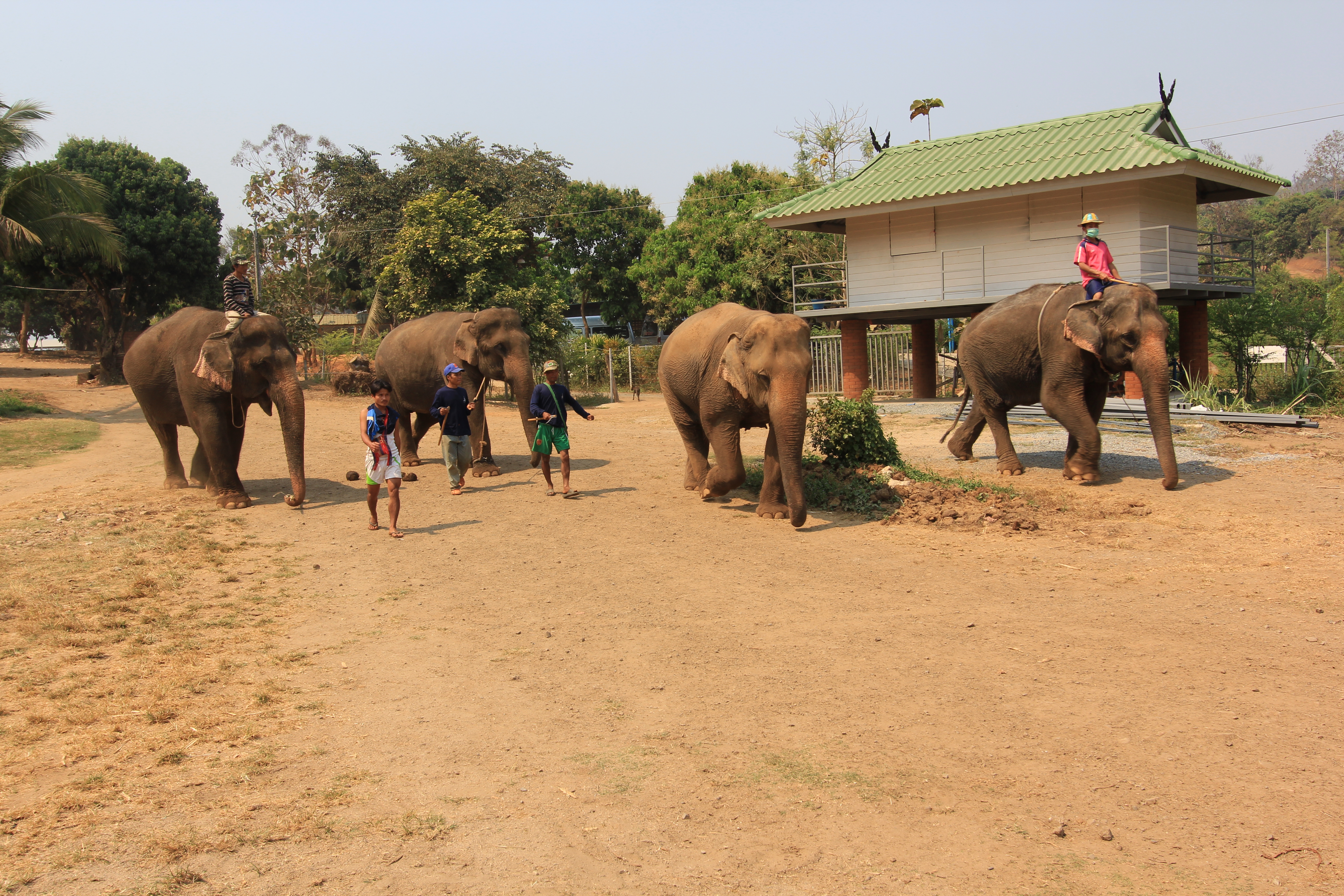 Thailand Elephants