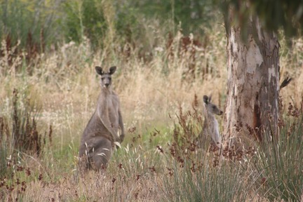 bendigooz