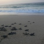 ras al jinz turtles